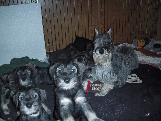 puppies